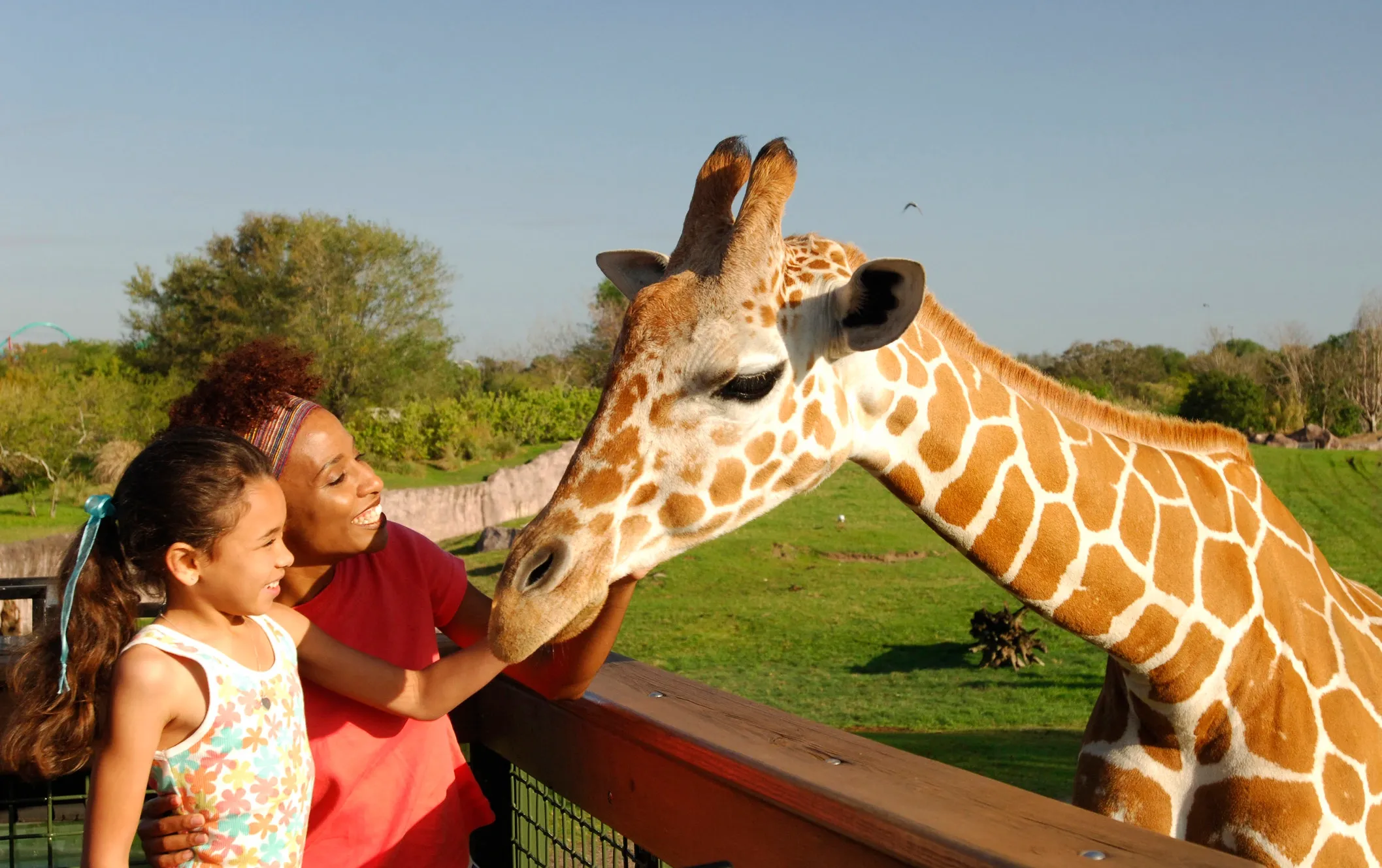 Serengeti Safari